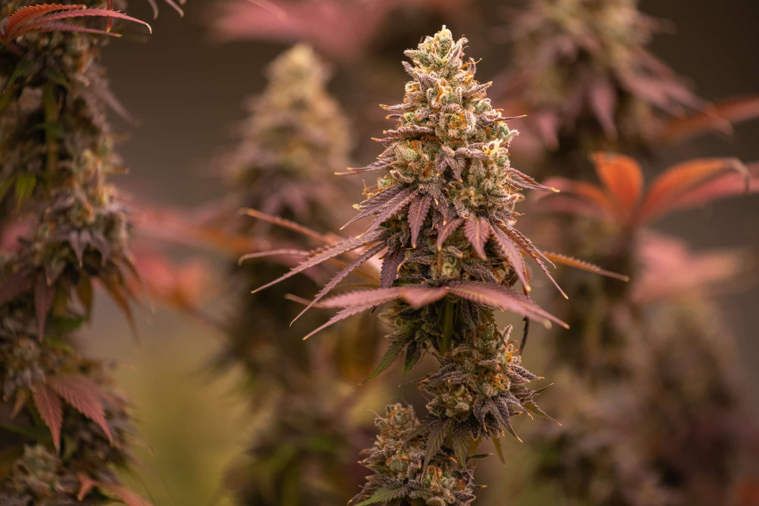Cannabis flower representing sativa, indica, and hybrid categories